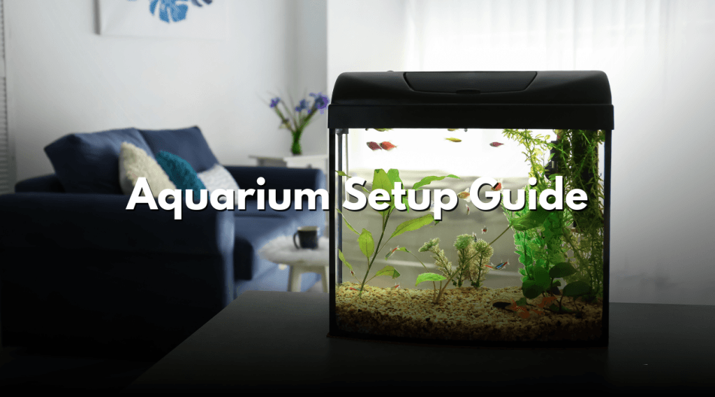 Aquarium Setup Guide\