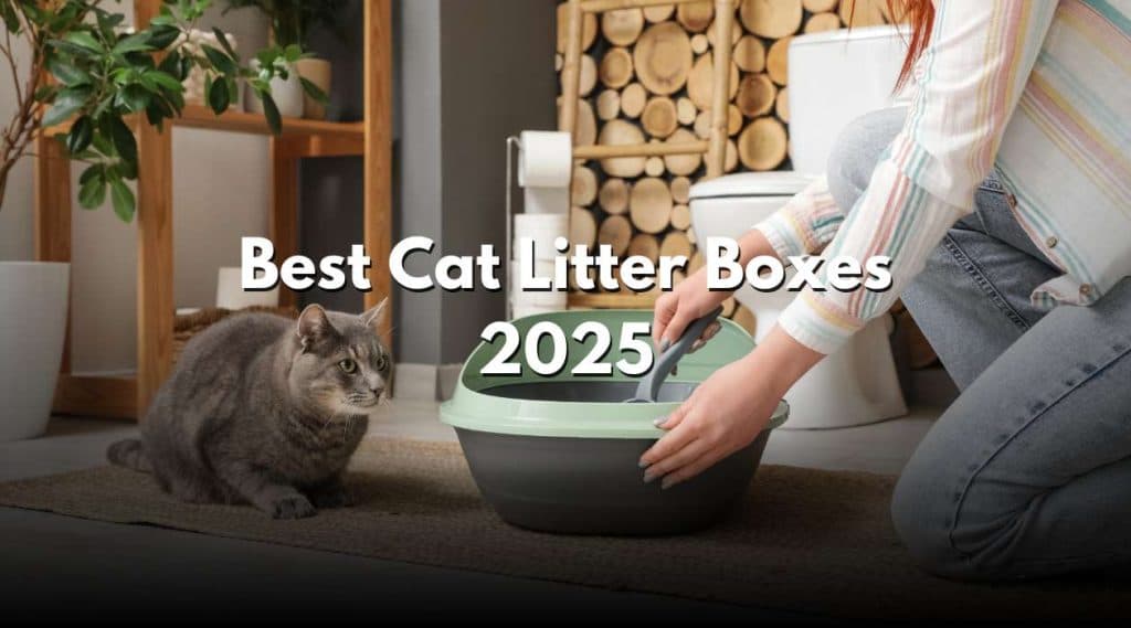 Best Cat Litter Boxes 2025
