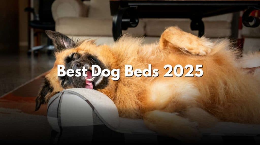 Best Dog Beds 2025