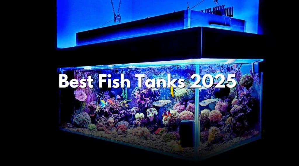 Best Fish Tanks 2025